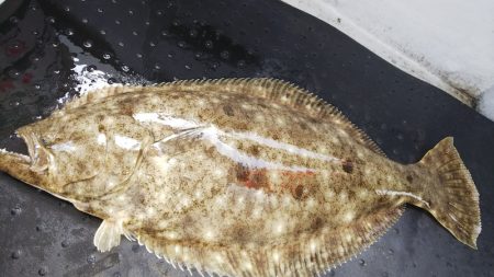 第二龍勢丸 釣果