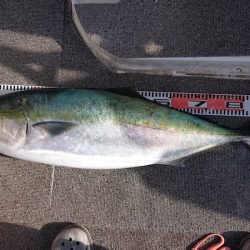 ARCADIAⅡ （アルカディアⅡ） 釣果