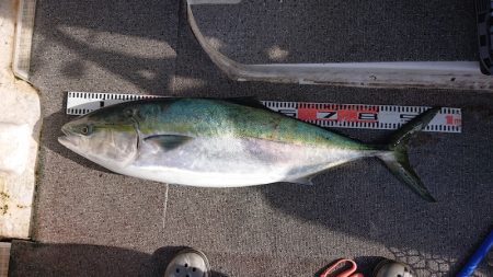 ARCADIAⅡ （アルカディアⅡ） 釣果