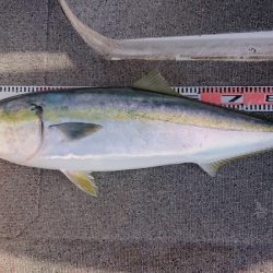 ARCADIAⅡ （アルカディアⅡ） 釣果