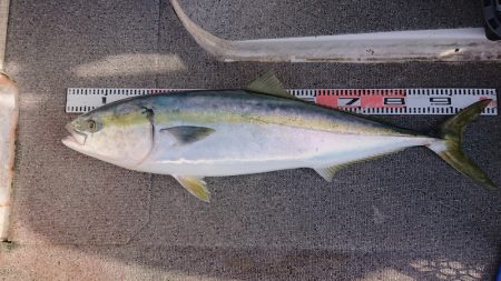 ARCADIAⅡ （アルカディアⅡ） 釣果