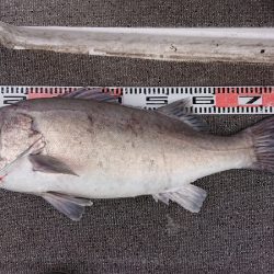 ARCADIAⅡ （アルカディアⅡ） 釣果