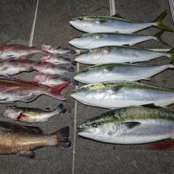 ARCADIAⅡ （アルカディアⅡ） 釣果