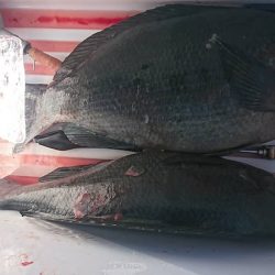 しば渡船 釣果