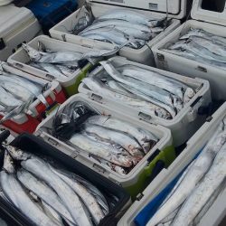 フィッシング　キッタカ 釣果