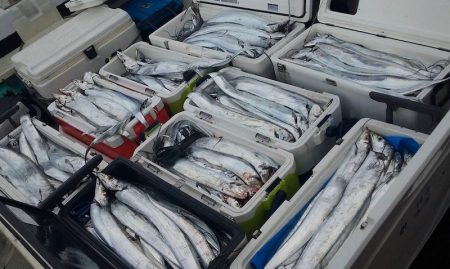 フィッシング　キッタカ 釣果