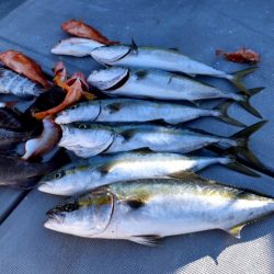 渡船屋たにぐち 釣果