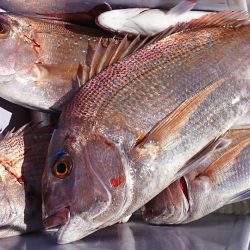 遊漁船 家入 釣果