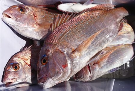 遊漁船　家入 釣果