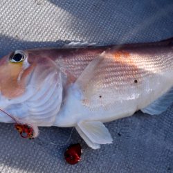 渡船屋たにぐち 釣果