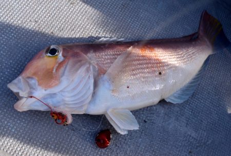 渡船屋たにぐち 釣果