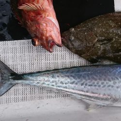 遊漁船　家入 釣果