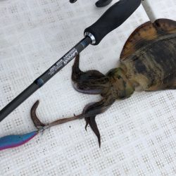 「LaGooN」蒼陽丸 日和号 釣果