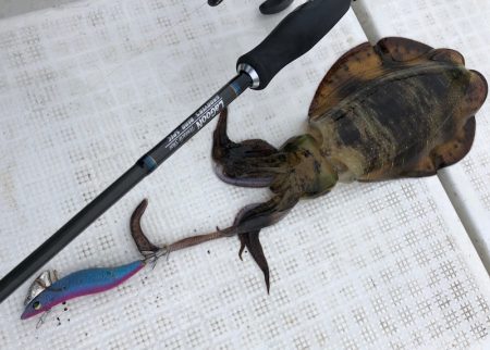 「LaGooN」蒼陽丸 日和号 釣果