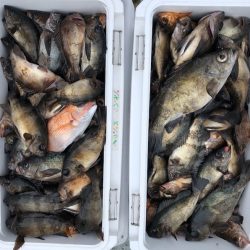 フィッシング キッタカ 釣果