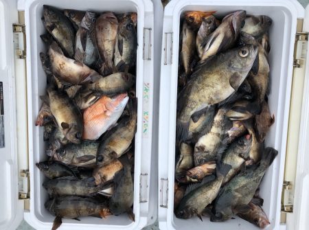 フィッシング キッタカ 釣果