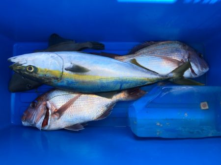 第二八坂丸 釣果