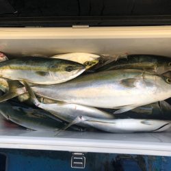 ヤザワ渡船 釣果