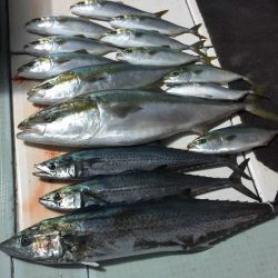 エムズジャーク(M’s JERK) 釣果