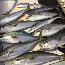 エムズジャーク(M’s JERK) 釣果