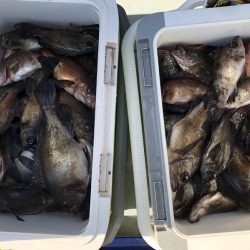 フィッシング キッタカ 釣果