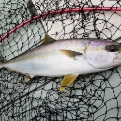 アマテラス 釣果