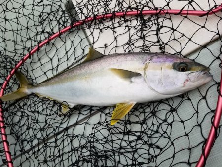 アマテラス 釣果