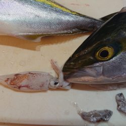 タイラバ遊漁船 ワンピース 釣果