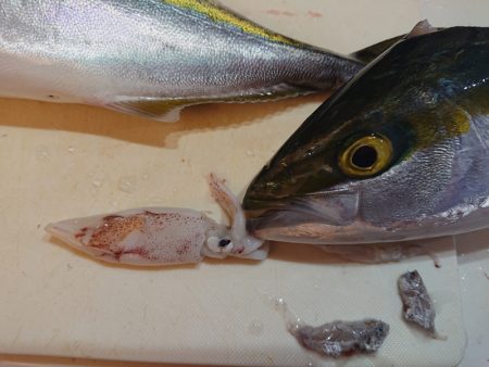 タイラバ遊漁船 ワンピース 釣果