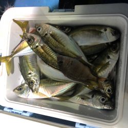 ヤザワ渡船 釣果