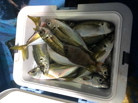 ヤザワ渡船 釣果