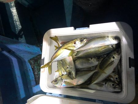 ヤザワ渡船 釣果