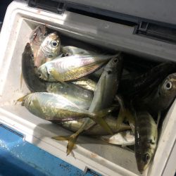 ヤザワ渡船 釣果