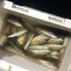 ヤザワ渡船 釣果