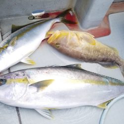 アマテラス 釣果