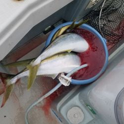 アマテラス 釣果