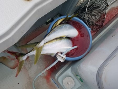 アマテラス 釣果