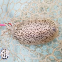 アマテラス 釣果