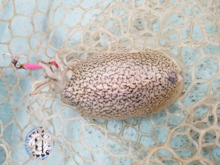 アマテラス 釣果