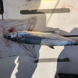 Ｖ−７ West 釣果