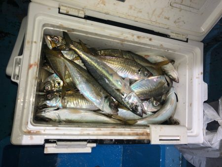 ヤザワ渡船 釣果