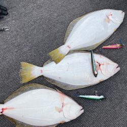 シーランチ 釣果