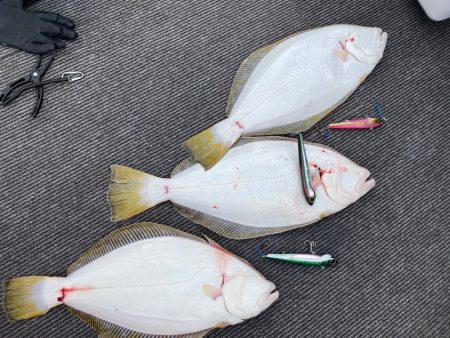 シーランチ 釣果