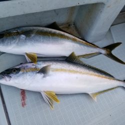 アマテラス 釣果