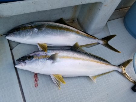 アマテラス 釣果