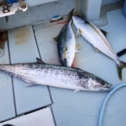 アマテラス 釣果