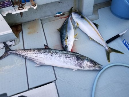 アマテラス 釣果