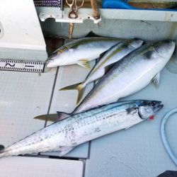 アマテラス 釣果