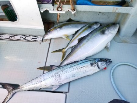 アマテラス 釣果