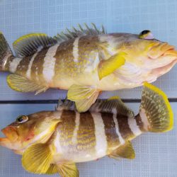 アマテラス 釣果